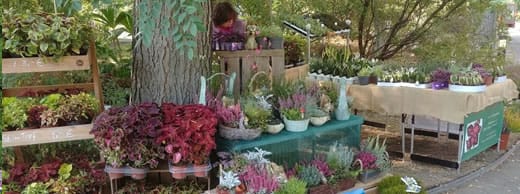 Pflanzenmarkt Botanischer Garten Leipzig Herbst September