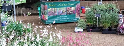 Naturmarkt Schellerhau
