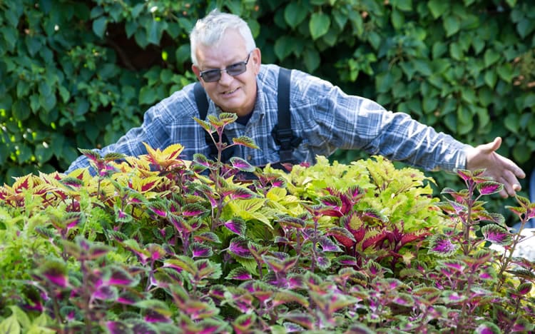 Mario´s Coleus-Farm