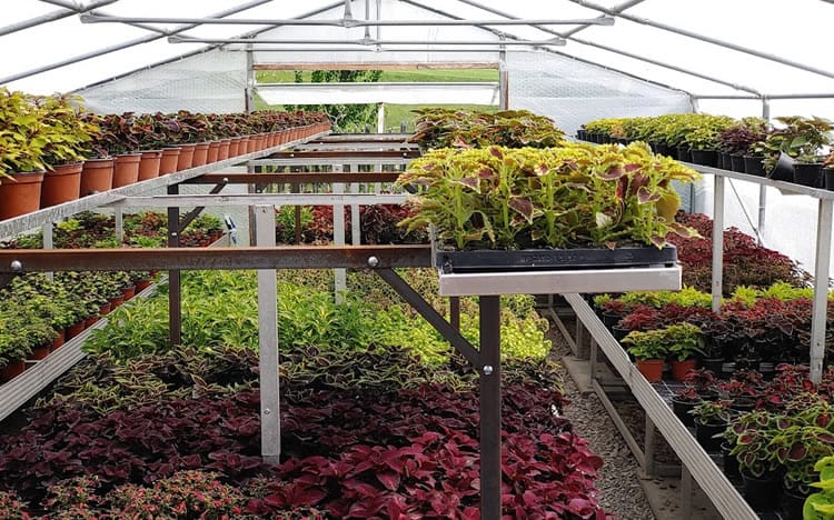 Beetpflanzen und Stauden mit buntem panaschierten Blättern als Blattschmuck