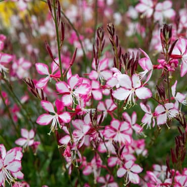 Sortiment Gaura Prachtkerze Verkauf Versand