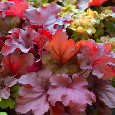 Sortiment Heuchera Purpurglöckchen Verkauf Versand