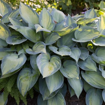 Sortiment Hosta Funkien Verkauf Versand